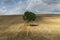 Lonely Tree with Shadow France