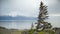 A lonely tree on the shore of the bay.