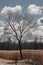 lonely tree on the shore of a lake by the golden sunlit bent on a warm spring day