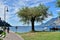 A lonely tree on the shores of Lake Garda