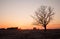 Lonely tree silhouette outdoor field at sunset bright orange,
