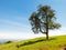 Lonely tree on sloping green grass hill