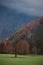 Lonely tree in Slovenian mountains