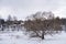 Lonely tree on a snow covered field against the background of houses of the suburban village, winter background