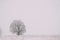Lonely Tree In Snow-covered Field In Winter Frosty Day. Fluffy Trees In Snow. Minimalism In Winter Landscape