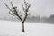 Lonely tree in snow scape (Spain)