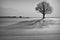 Lonely tree in the snowy field.Lithuanian winter