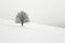 Lonely tree on a snowy field in winter, black and white
