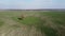 Lonely tree in a spring field, aerial view. Agricultural landscape.