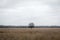 Lonely tree standing in the middel of the Hijkerveld near Smilde