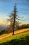 lonely tree stands on an alpine meadow in a beautiful evening mood in the Zurich backcountry, summer time. backcountry