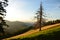 lonely tree stands on an alpine meadow in a beautiful evening mood in the Zurich backcountry, summer time. backcountry