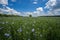 A lonely tree stands in the middle of a field of flax blossoming with blue flowers on the background of a blue summer sky