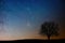 Lonely tree in starry night. Antares region.