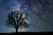 Lonely tree in starry night. Milky way.