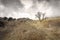 Lonely tree in the steppe on a hill in late fall