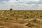 Lonely tree in the steppe of Kazakhstan