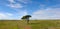 Lonely tree in the steppe of Madagascar