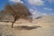 Lonely tree in stone desert. United Arab Emirates.