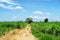 Lonely tree in sugarcane plantation in sunny