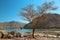 Lonely tree, sultanate of Oman, Musandam peninsula, Gulf of Oman