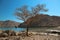 Lonely tree, sultanate of Oman, Musandam peninsula, Gulf of Oman