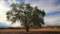 Lonely Tree on Summer Field against a beautiful sky