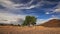 Lonely Tree on Summer Field in the Sunset