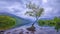 The Lonely Tree at sunrise in Llyn Padarn near Llanberis, Wales, UK