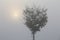 A lonely tree at sunrise in smoggy, foggy Budapest, Hungary color photo.