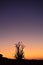 Lonely Tree in Sunset colorfull Dark Sky Silhouette mirabib