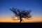 Lonely Tree in Sunset colorfull Dark Sky Silhouette mirabib