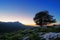 Lonely tree at sunset and Lekanda peak