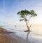 Lonely tree in the sunshine