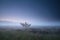Lonely tree on swamp in misty dusk