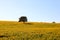 Lonely tree in termico field. Landscape of alentejo, Portugal.