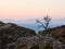 Lonely tree on a Tilos brink