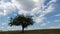 Lonely tree time lapse