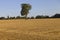 A lonely tree on top of a hill