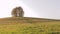 Lonely tree on top of a hill landscape sunny countryside