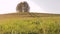 Lonely tree on top of a hill landscape sunny countryside