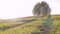 Lonely tree on top of a hill landscape sunny countryside