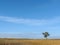 Lonely tree in Tuscany