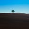 Lonely tree on a typical dark soil near Siena