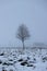 lonely tree in a vacant lot in the morning in dense fog.