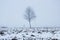 lonely tree in a vacant lot in the morning in dense fog.