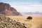 Lonely tree. Wadi Ram desert landscape. Jordan
