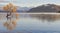 Lonely tree of Wanaka,,New Zealand