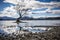 The lonely tree Wanaka, New Zealand