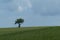 Lonely tree in a wheat field